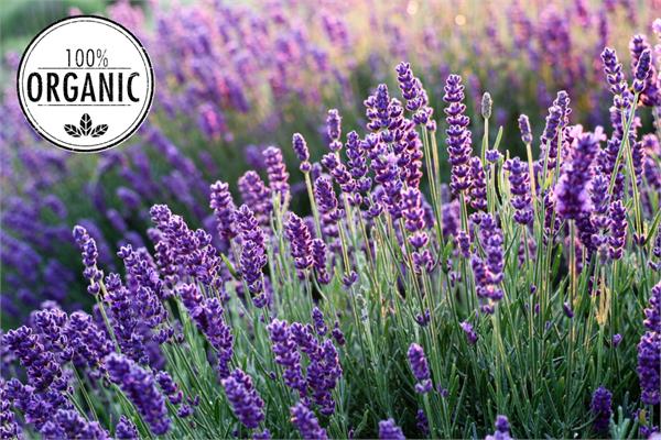 Organic Lavender Essential Oil