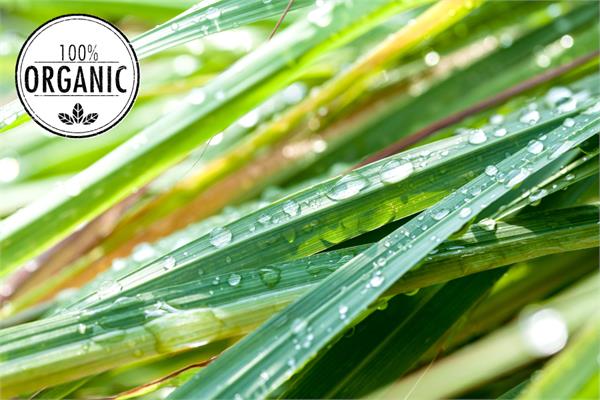 Organic Lemongrass Essential Oil