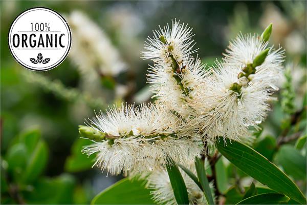 Organic Niaouli  Essential Oil