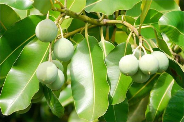 Organic Oil of Tamanu (Callophyllum) 