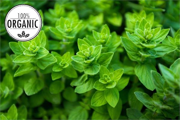Organic Oregano Essential Oil 