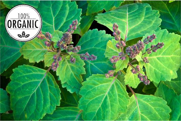 Organic Patchouli Essential Oil (Brown)-5ml bottles only