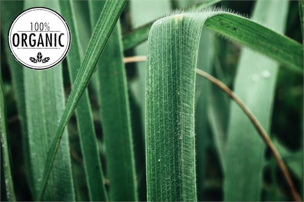 Organic Vetiver Essential Oil