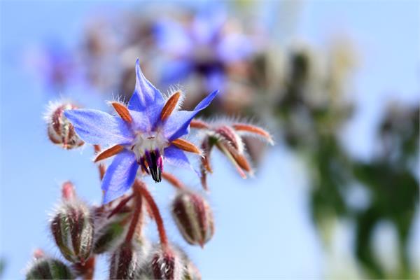 Organic Virgin Borage Oil