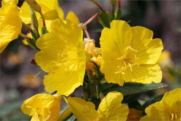 Organic Virgin Evening Primrose Oil