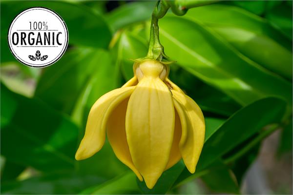 Organic Ylang Ylang Essential Oil (Complete)