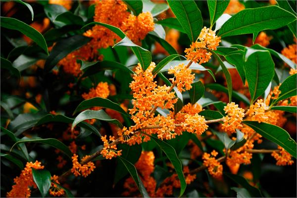 Osmanthus Absolute