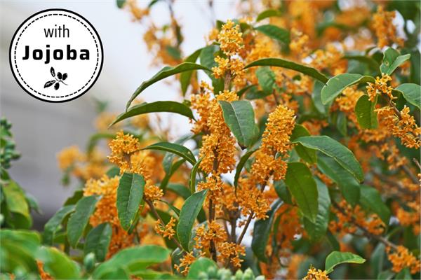 Osmanthus in Jojoba