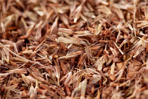 Palmarosa Essential Oil