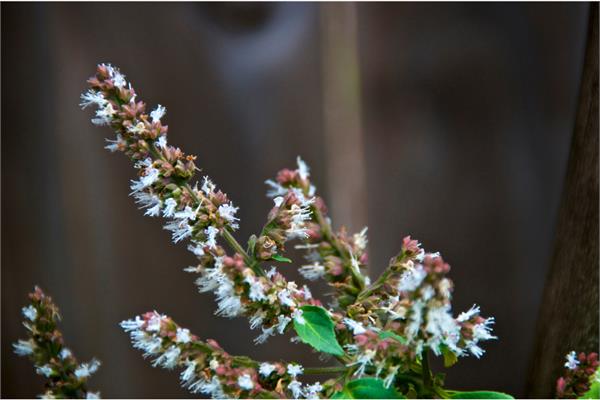 Patchouli Blend