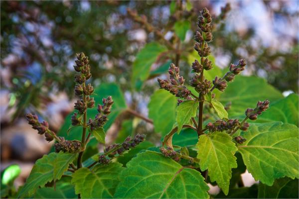 Patchouli Essential Oil, Brown