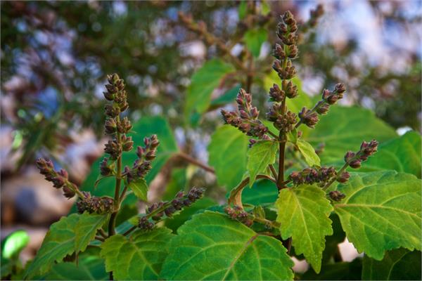 Patchouli Sensual Blend