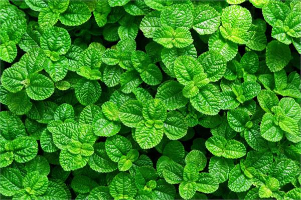 Peppermint Essential Oil (Australian)