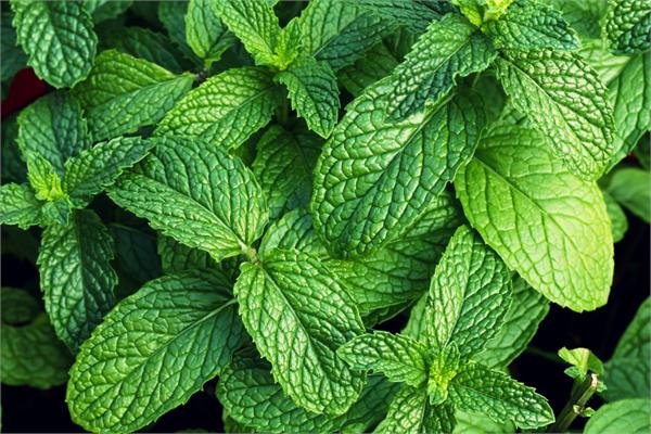 Peppermint Essential Oil (French)