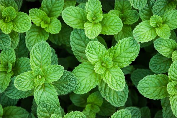 Peppermint Essential Oil (USA)