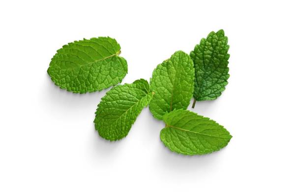 Peppermint Essential Oil