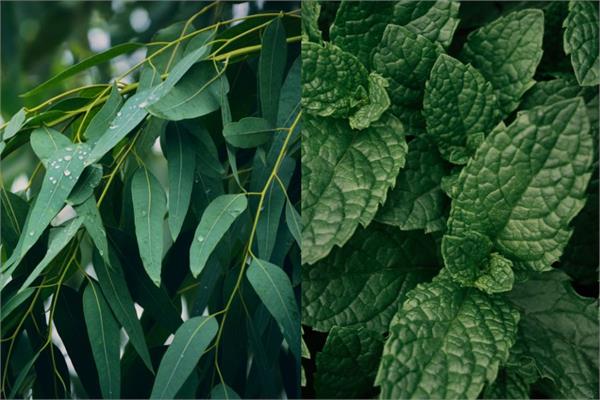 Peppermint & Eucalyptus Peppermint Gum