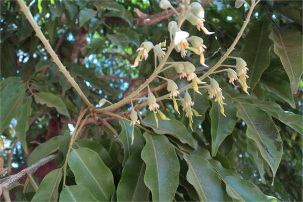 Peru Balsam Essential Oil