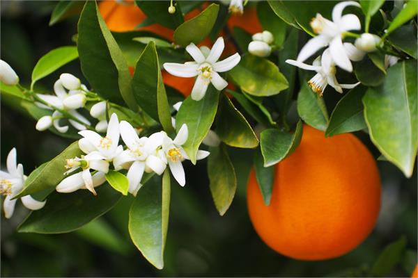 Petitgrain Essential Oil