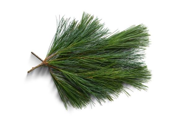 Pine Essential Oil