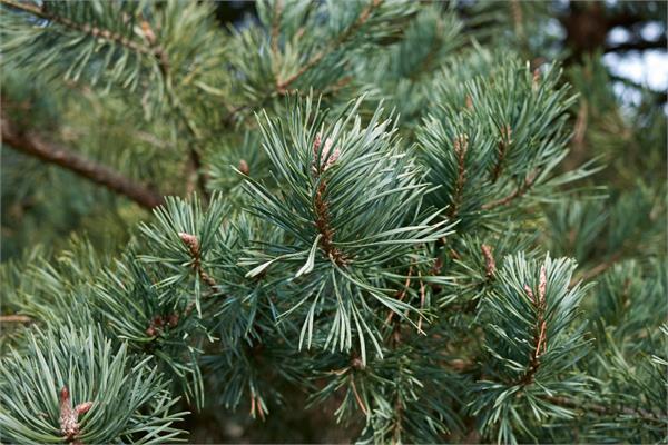 Pine Essential Oil