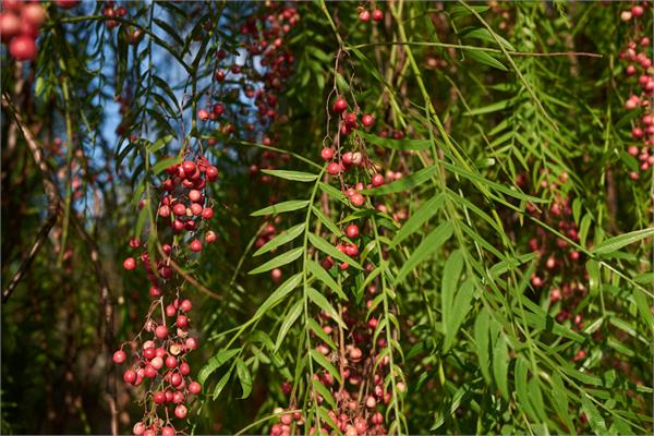 Pink Peppercorn Essential Oil