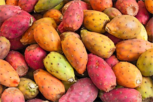 Prickly Pear Oil