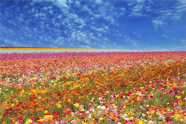 Queen of Flowers