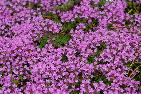 Red Thyme Essential Oil
