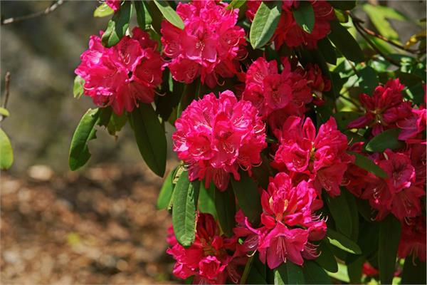 Rhododendron Anthopogon Essential Oil