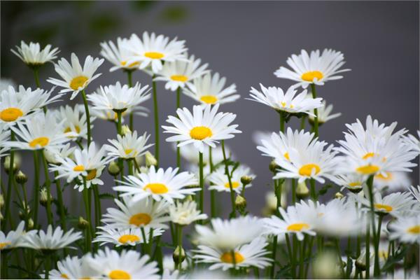 Roman Chamomile Essential Oil
