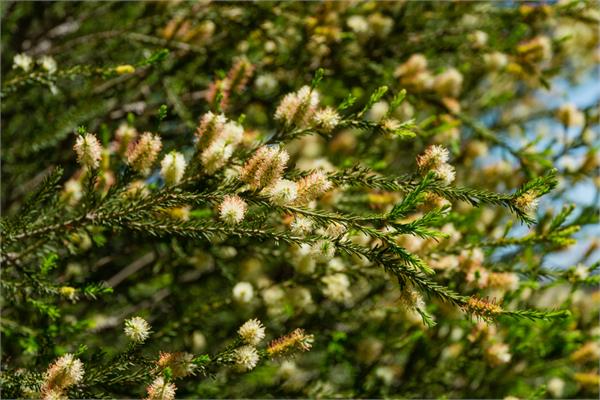 Rosalina Essential Oil