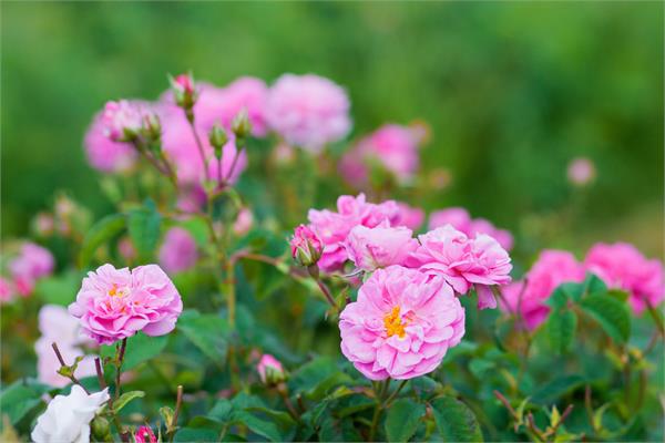 Rose Damascena Absolute