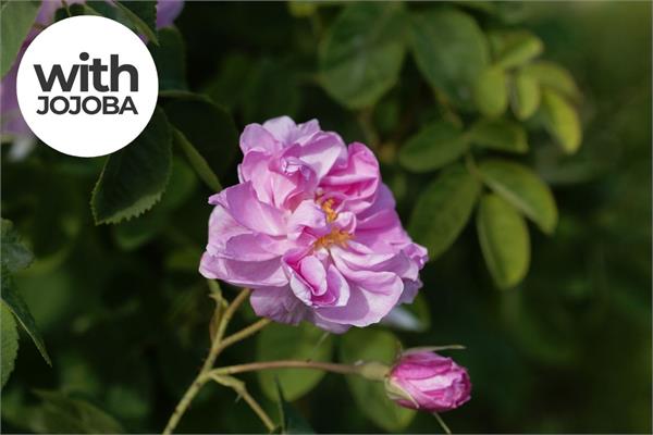 Rose Damascena Absolute in Jojoba
