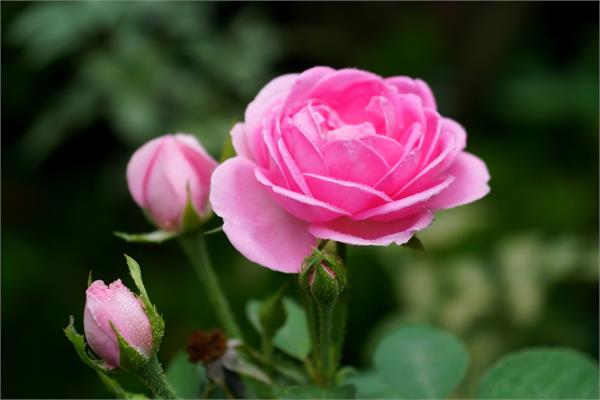 Rose Damascena Otto Essential Oil