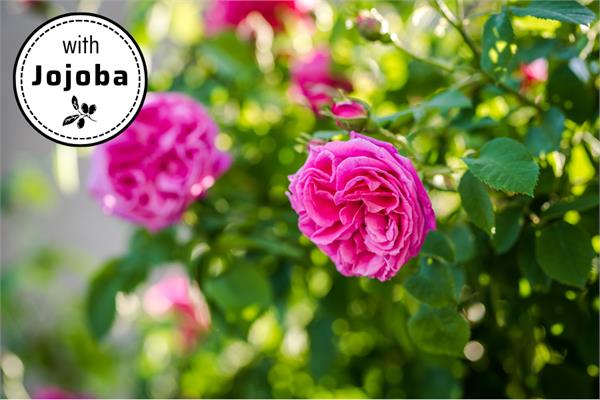 Rose Damascena Otto in Jojoba 
