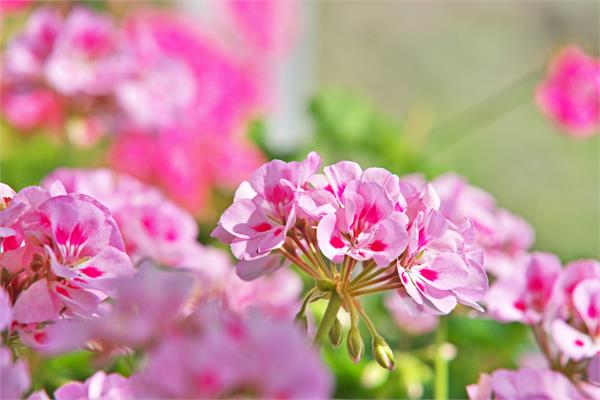 Rose Geranium Essential Oil