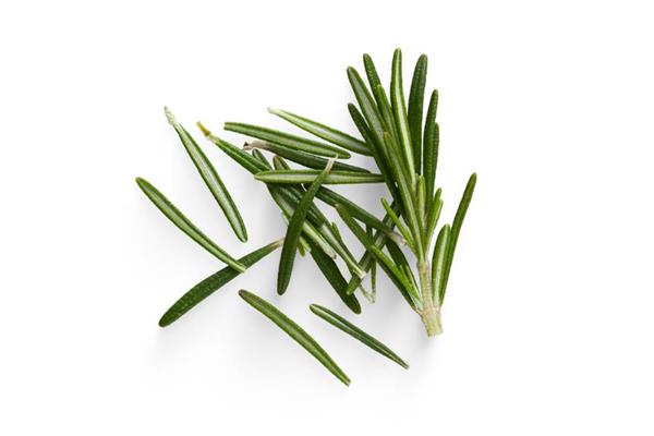 Rosemary Essential Oil