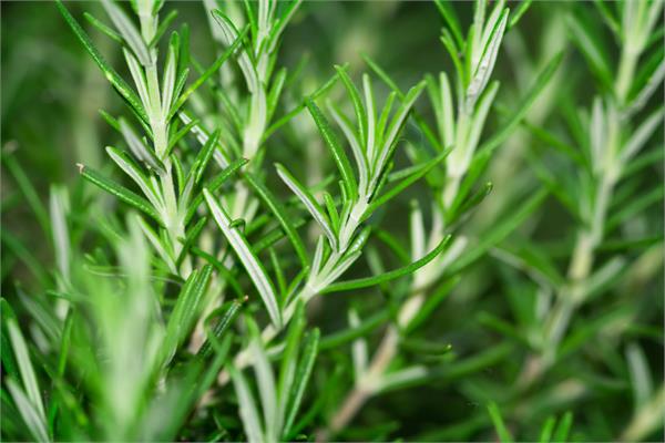 Rosemary Essential Oil <br> (1,8 - Cineole Type)