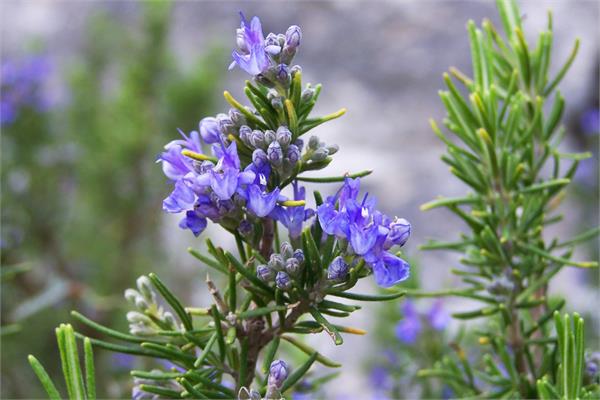 Rosemary Verbenone Essential Oil