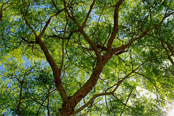 Rosewood Essential Oil