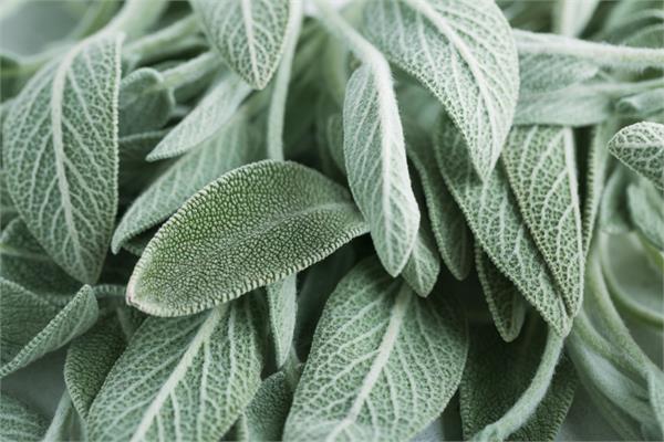 Sage Essential Oil          (Sage Dalmatian)