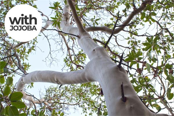 Sandalwood, West Australian High Santalol in Jojoba