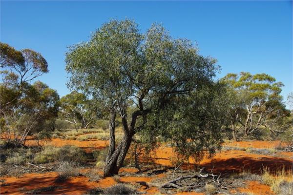 Sandalwood Essential Oil - High Grade