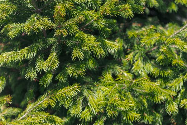 Siberian Fir Essential Oil