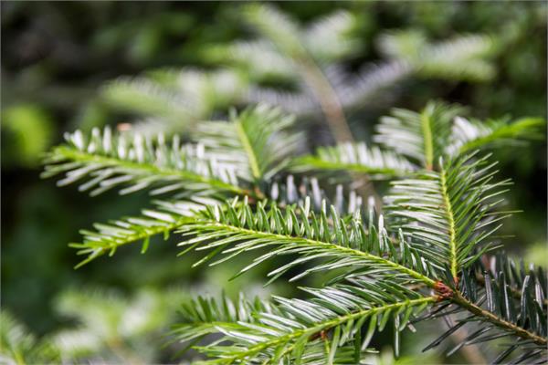 Silver Fir Essential Oil (White Fir) 