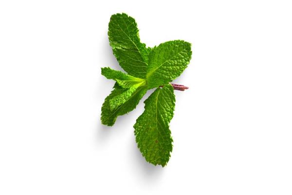 Spearmint Essential Oil