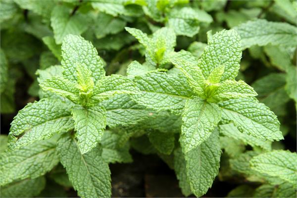 Spearmint Essential Oil