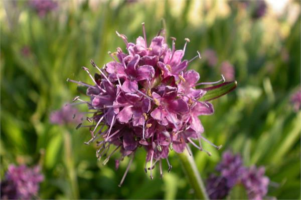 Spikenard Essential Oil