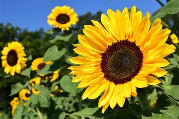 Sunflower Oil